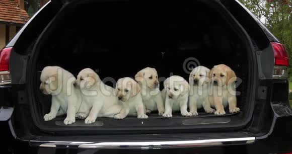黄色拉布拉多猎犬汽车后备箱中的小狗法国诺曼底慢动作视频的预览图