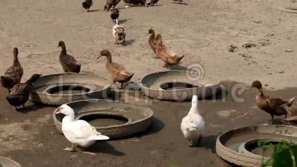 一群鸭子在户外农场里走来走去视频的预览图