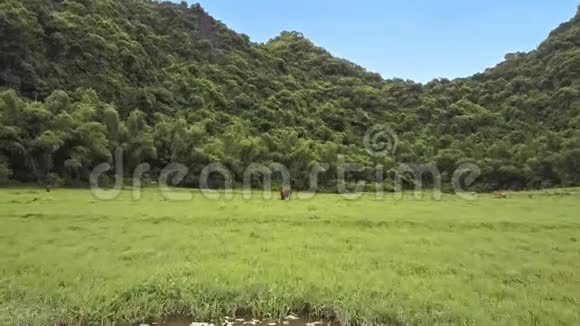 Flycam转向公牛在田野上与风景相映成趣地吃草视频的预览图