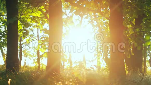 森林树木飞槽森林树木树林树木剪影太阳耀斑日落自然背景视频的预览图