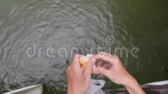 用白面包片喂大饿鲤鱼4K视频的预览图