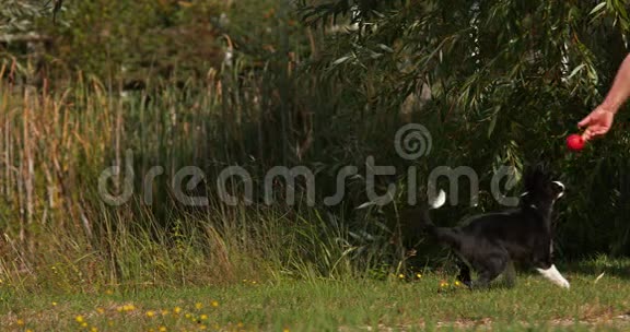 边境牧羊犬在草地上奔跑的年轻雄性诺曼底视频的预览图