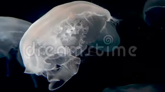 一群水母漂浮在暗水中视频的预览图