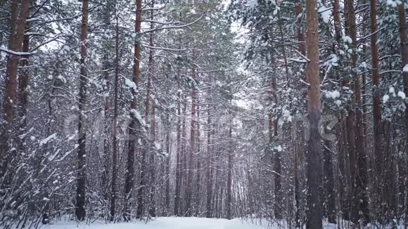 冬日午后美丽的松林视频的预览图