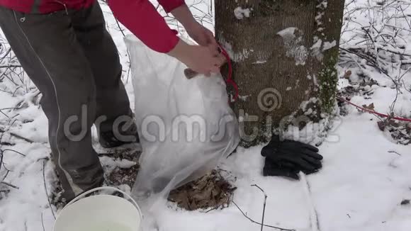 将塑料袋固定在树尖和枫树树干上用于树汁视频的预览图