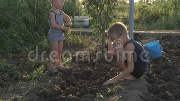 村里的孩子们用手在收获马铃薯的花园里挖地背面的浪漫画面视频的预览图
