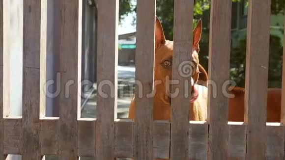 布朗愤怒的狗保护围栏后面的财产4K视频的预览图