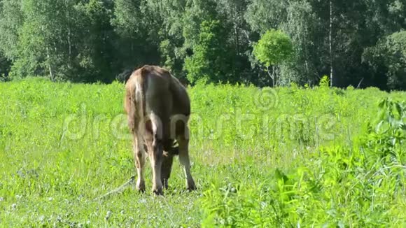 在绿林和蓝天的草地上放牧的牛视频的预览图