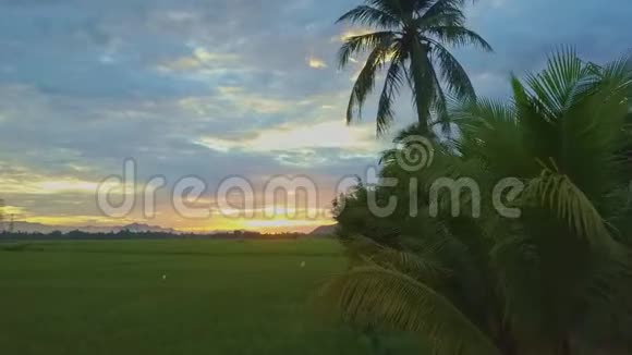 从稻田到日出挖掘过去的棕榈树视频的预览图