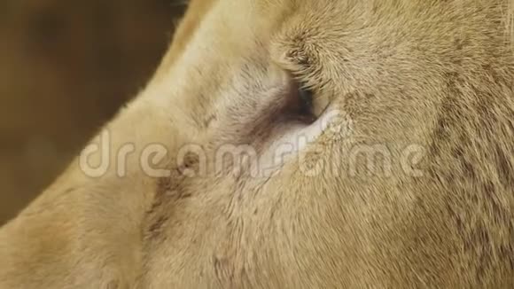 怀孕的雌性白狮白狮是一种颜色突变的Transvaal狮子PantheraLeoKrugeri也视频的预览图