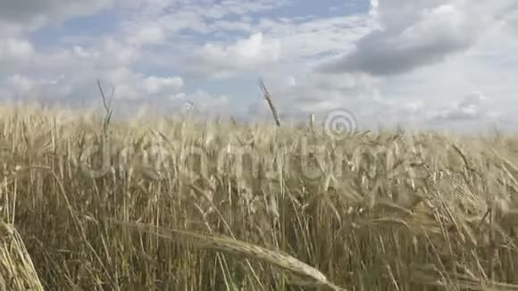 夏日阳光明媚麦秸随风摇曳视频的预览图