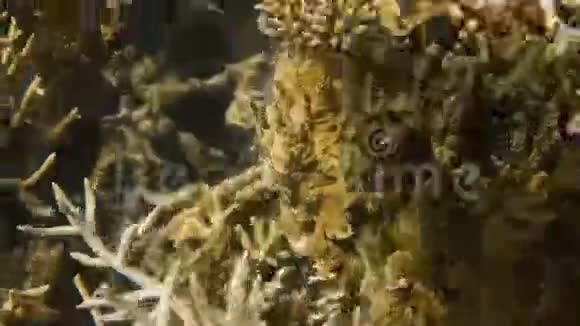 珊瑚礁和海底白沙视频的预览图