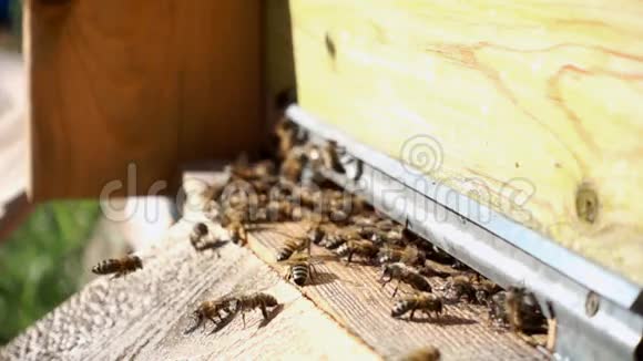 蜜蜂在蜂巢里飞来飞去视频的预览图