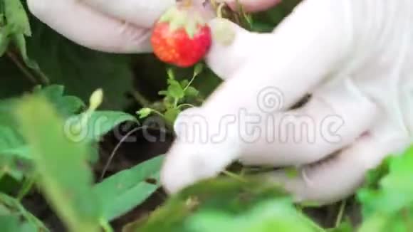 戴着橡胶手套的女人在花园里收集草莓的手收获视频的预览图