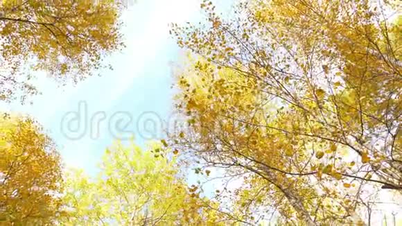 从低角度看森林秋天观赏金黄色叶子的桦树顶视频的预览图
