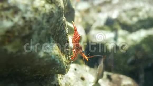 Hymenocerapicta俗称harlequin虾视频的预览图