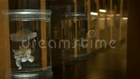 水母在生物实验室视频的预览图
