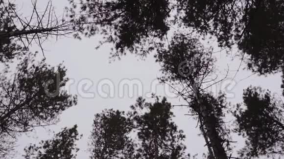 一片树林里的树木在多云的天空中树冠在风中摇摆视频的预览图