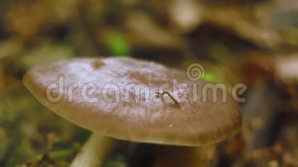毛毛虫在森林里的蘑菇上爬行寸虫宏视频的预览图