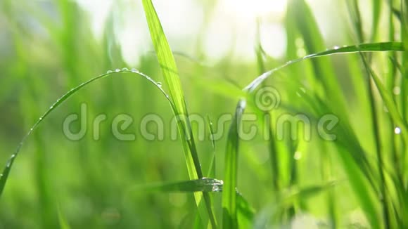 模糊的绿色背景有水滴的草视频的预览图