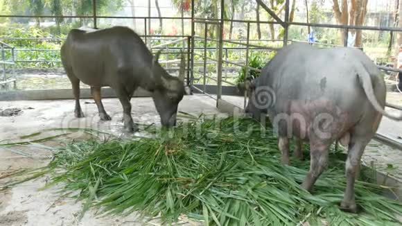 两只有角的大水牛在笼子里吃草视频的预览图