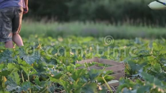 儿子在农场帮父亲收割西葫芦小胡瓜和搬运蔬菜视频的预览图