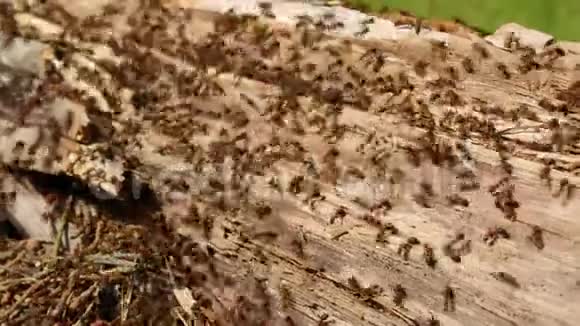 数百只蚂蚁在他们的蚁群里跑来跑去在一个古老的doty原木巢穴特写镜头中视频的预览图
