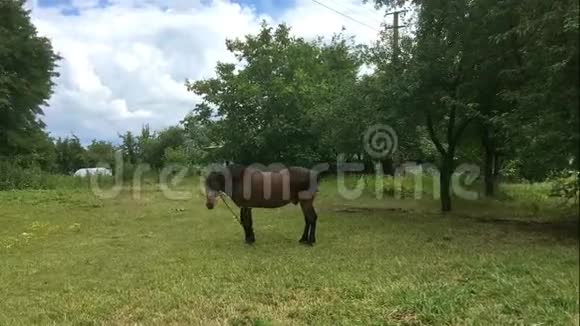 家种马在绿色的草地上放牧视频的预览图