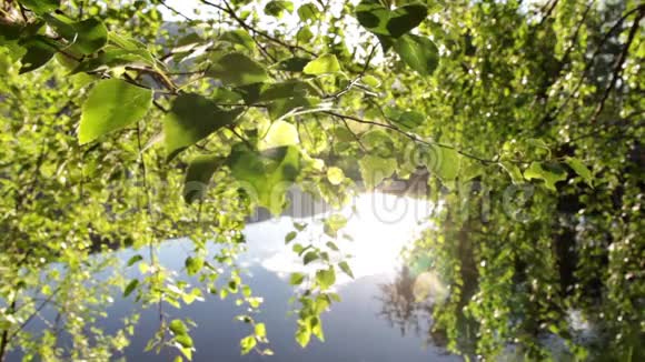 桦树叶和湖视频的预览图