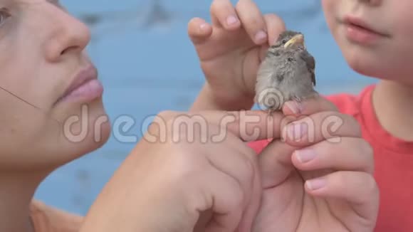 有孩子的瘦女孩抓住麻雀小鸡看着他在她的怀里视频的预览图