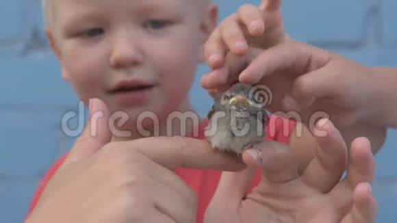 有孩子的瘦女孩抓住麻雀小鸡看着他在她的怀里视频的预览图