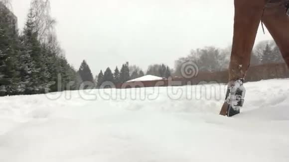 棕色的马小跑穿过白色的雪毯强大的棕色焊接踩在田野上覆盖着干粉雪视频的预览图