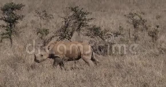 肯尼亚内罗毕公园白犀牛小牛在树上抓挠视频的预览图