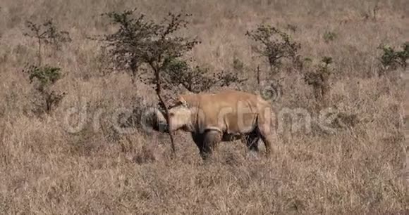 肯尼亚内罗毕公园白犀牛小牛在树上抓挠视频的预览图