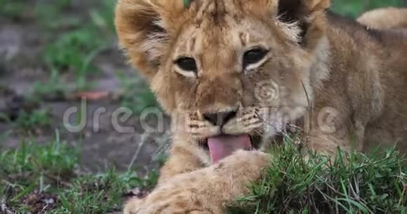 非洲狮子美洲狮幼崽舔它的爪子马赛马拉公园在肯尼亚视频的预览图