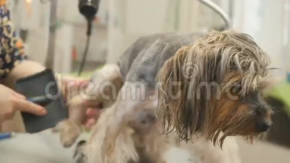 groomer梳理小狗皮毛用吹风机擦干视频的预览图
