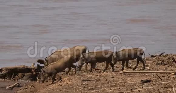 Warthogphacochoerusaethiopicus肯尼亚的Samburu公园河流附近的成年人和年轻人视频的预览图