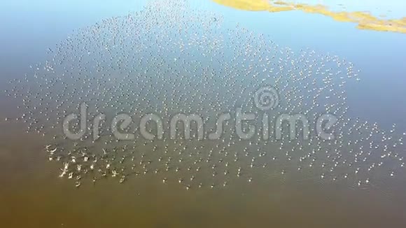 多瑙河三角洲一个湖泊上一大群白鹅视频的预览图
