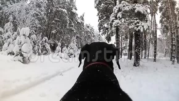 在冬天狗在树林里奔跑视频的预览图