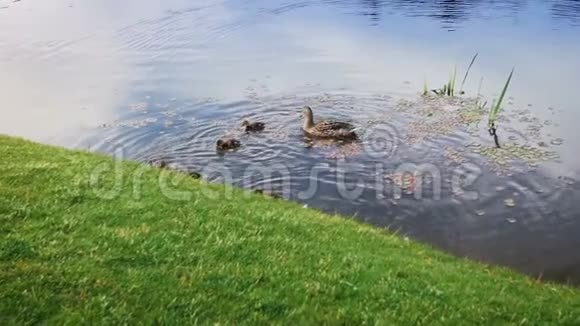 鸭群在池塘游泳的慢镜头视频的预览图
