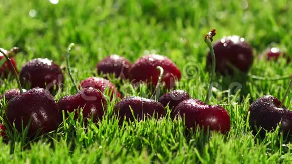 红浆果成熟的樱桃躺在草地上视频的预览图