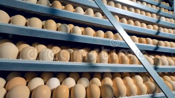 孵化器里有很多鸡蛋开了很多鸡蛋的孵化器视频的预览图