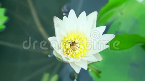 莲花上的蜜蜂视频的预览图