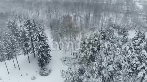 雪山冬季公园的鸟瞰图视频的预览图