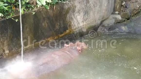 河马躺在动物园的人工池塘里河马躺在河边的动物园里视频的预览图