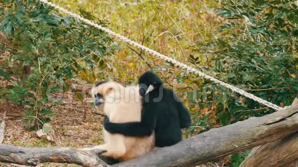 黑白长臂猿坐在树枝上黑色长臂猿抱着白色视频的预览图