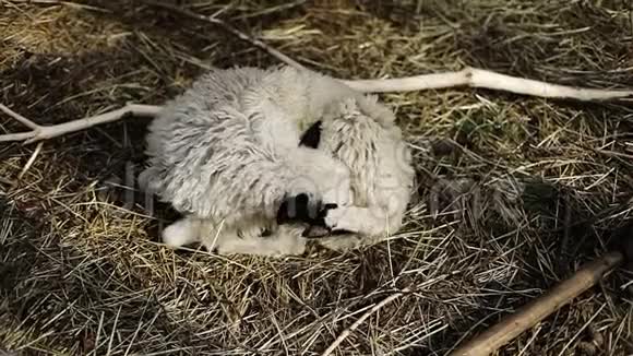 白羊躺在干草上舔自己视频的预览图