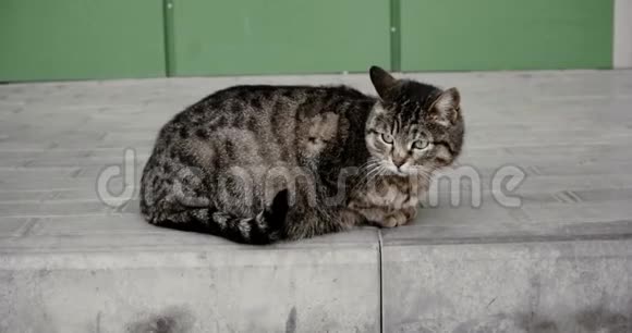 商场附近铺面上的流浪猫视频的预览图