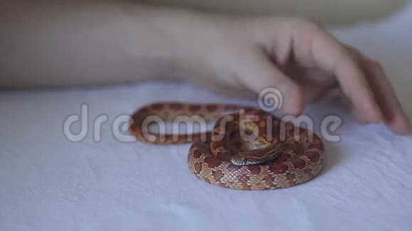 手摸那条蛇视频的预览图