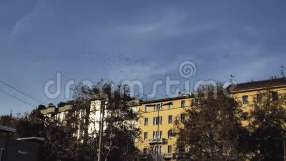鸟儿在秋天的城市飞翔视频的预览图